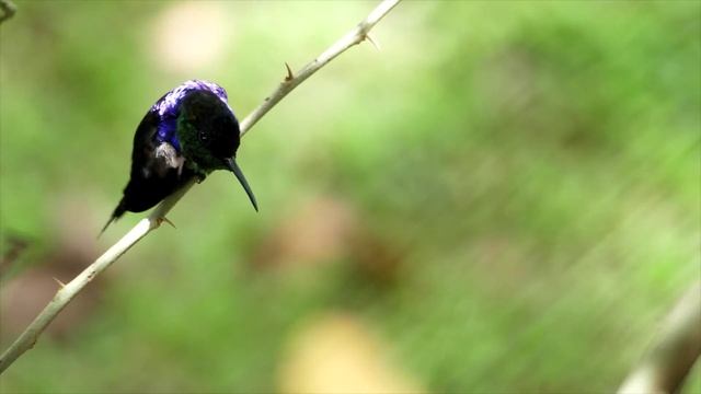 Пение Птиц в лесу утром| Успокаивающая музыка, лечебная музыка для сердца, расслабляющая, релакс смотреть онлайн