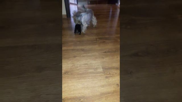 Йорка учит своего месячного щенка играть. смотреть онлайн