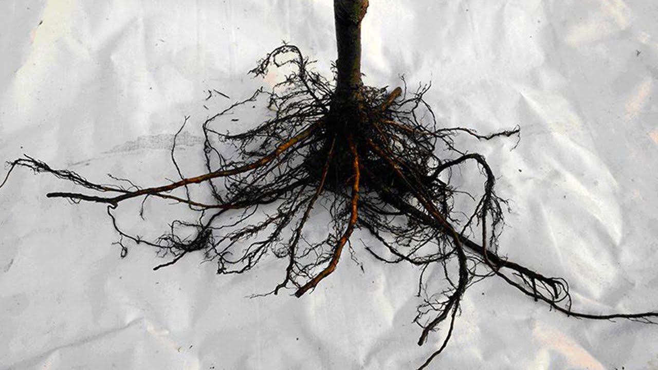 Где прививка у саженцев На какую глубину сажать