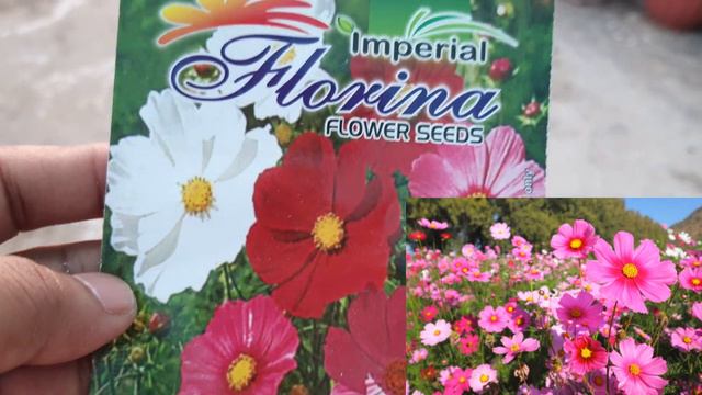 Top 25 Heavy Flowering 💐Plants for Winters. सितंबर में लगाए इन फ़ूलों के बीज़ सर्दियों के लिए. смотреть онлайн