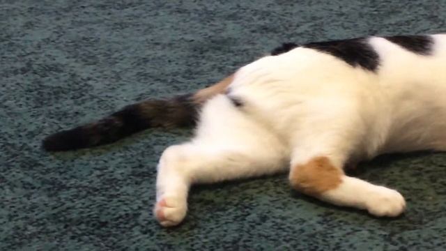 Самая ленивая кошка в мире смотреть онлайн