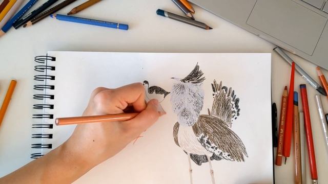 Рисование, процесс -- Птицы цветными карандашами смотреть онлайн