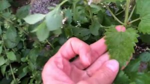 Показываю отличия МЕЛИССЫ от КОТОВНИКА