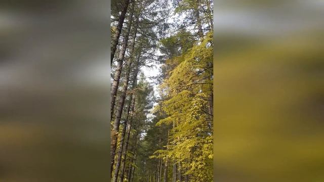 Прогулка по аллее смотреть онлайн
