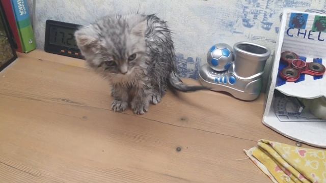 Первое купание и сушка феном котёнка смотреть онлайн