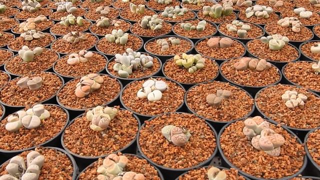 Visita Virtual a Sossusvlei, el paraíso de las plantas Africanas en México. Tercera parte. смотреть онлайн