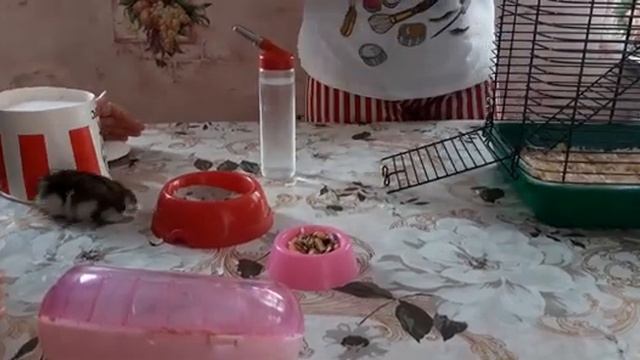Мой любимый хомячок смотреть онлайн