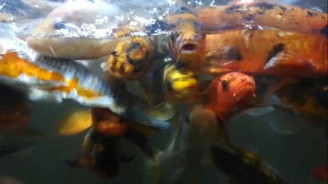 зимовка карпов кои,голодные карпы