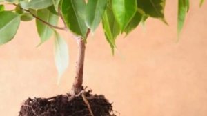 Как правильно ПЕРЕСАДИТЬ Фикус Бенджамина в домашних условиях!