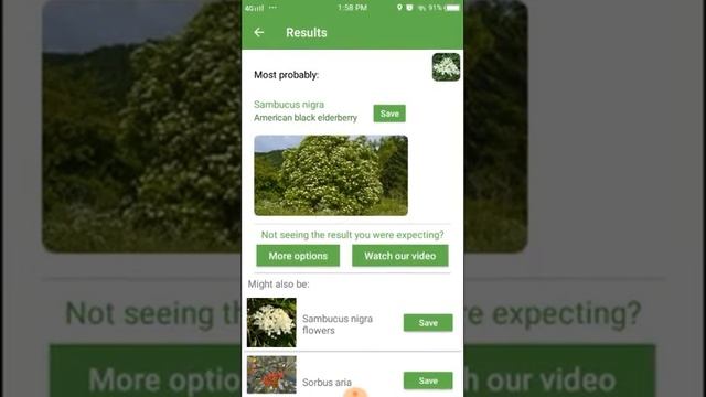 PlantSnap identifies an American black elderberry (Sambucus nigra) смотреть онлайн