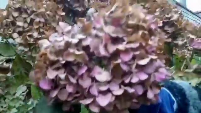 Осенняя обрезка крупнолистной гортензии. смотреть онлайн