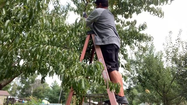 Propagating fruit trees / Peach Trees / Air rooting and cuttings смотреть онлайн