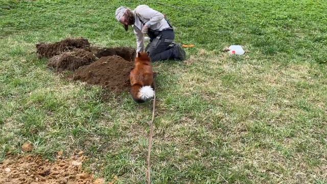 Crazy games of wild foxes. The fox bit the man смотреть онлайн