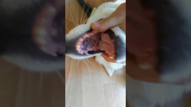 Выпадают молочные зубы. Щенок Хаски, 4 месяца. смотреть онлайн