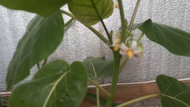 а у нас ростуть лимони.частина 4 смотреть онлайн