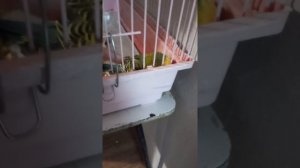 Мой попугай умирает