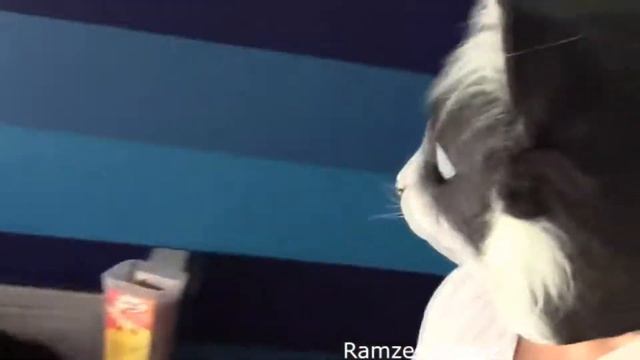 Коты испугались маски кота смотреть онлайн