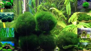 Кладофора шаровидная. Что за шарики? Содержание. Нюансы.