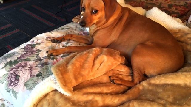 ИГРАЮ С СОБАКОЙ _ПОКАЗЫВАЮ МОЙ УЧАСТОК_ А потом такое началось 😧 !!!!! 1ч. смотреть онлайн