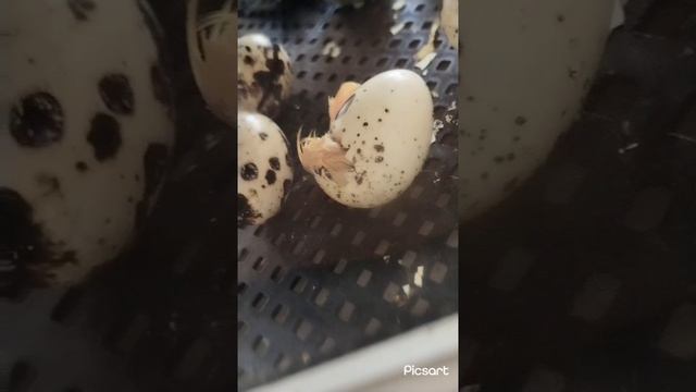 цыплята вылупляются. 🐣 смотреть онлайн
