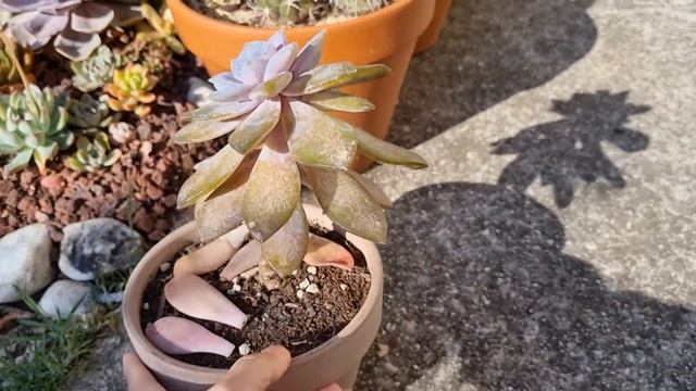 My graptopetalum Superbum is not frost hardy! смотреть онлайн