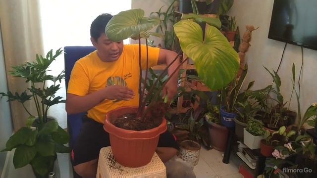 Homalomena rubescens смотреть онлайн