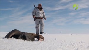 С полем! "Капризы природы, или гуси по-карски" Часть 1