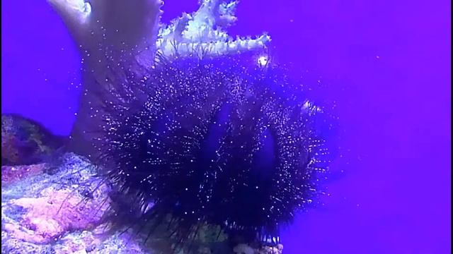 Еж Меспилия (Mespilia globulus) в рифовом аквариуме! смотреть онлайн