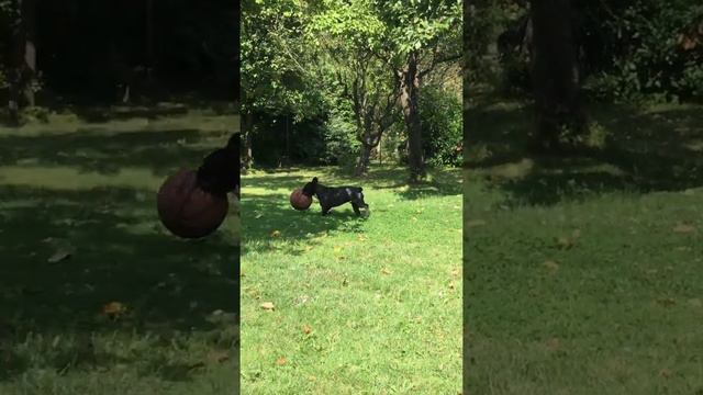 French#Football#Buldog смотреть онлайн