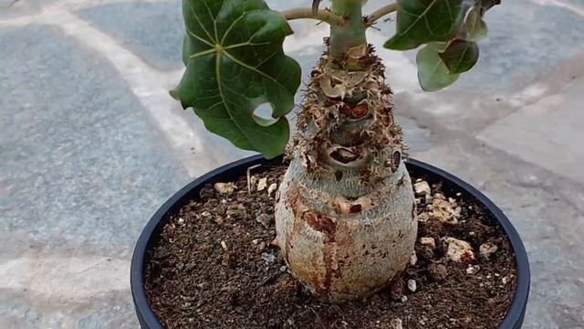 Jatropha podagrica (Ventre del Buddha) смотреть онлайн