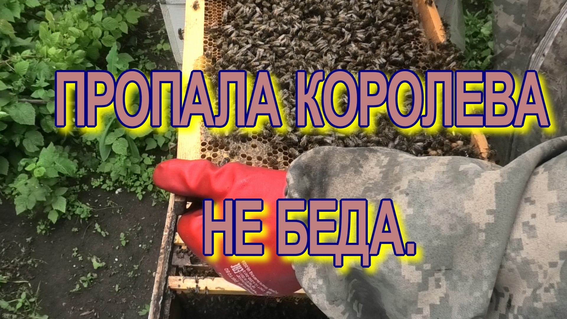 ПРОСТОЙ СПОСОБ РАЗВИТЬ ХОРОШУ ПОРОДУ ПЧЁЛ..mp4 смотреть онлайн
