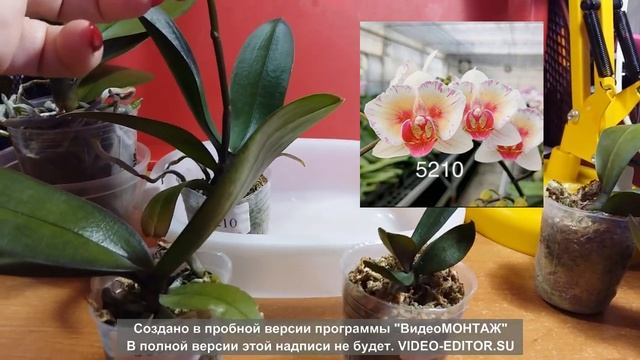 Орхидеи "бабочки" в размере 1.7 и 2.5. Мой детский сад 6.12.2021 г. смотреть онлайн