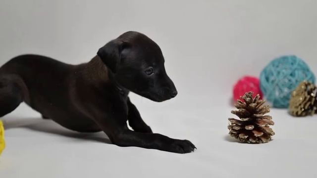 Щенки левретки. 28.01.2022 Питомник. Petit levrier Italian,Italienisches Windspiel,Italian greyhound смотреть онлайн