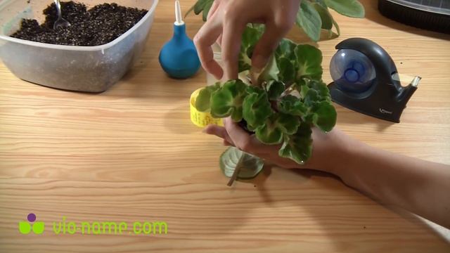 Укоренение листового черенка фиалки (сенполии) смотреть онлайн