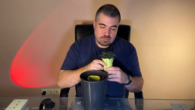 Как выглядит Иссоп через 37 дней после посадки? Смотри быстрее тут! смотреть онлайн