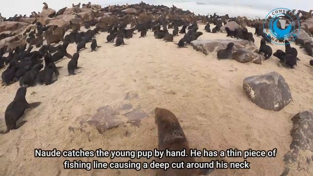 Seal Rescue With New Rescuer: Meet Wally!