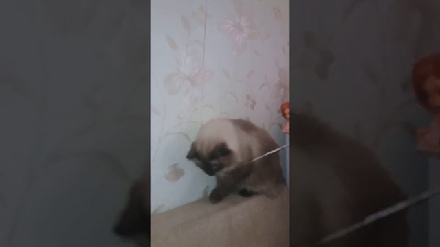 Кот и воздушный шарик смотреть онлайн