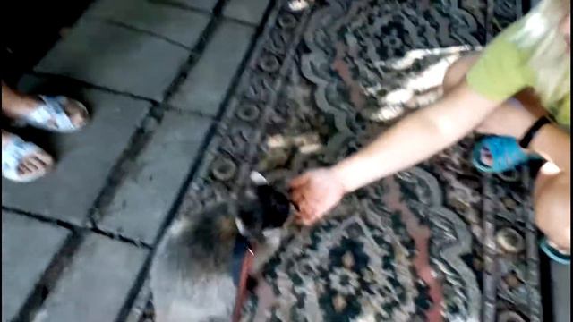 Смешной Енот полоскун2   #izGlubinSlavianska