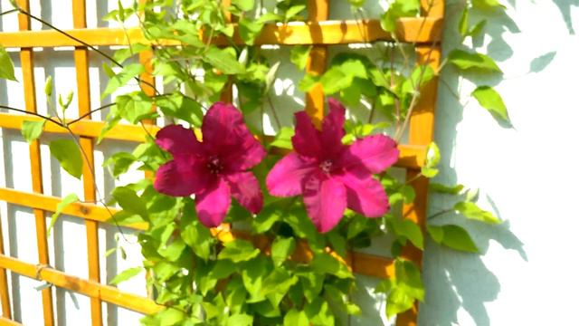 Grădina de pe Brașovului - Clematită (26.05.2019) смотреть онлайн