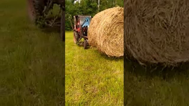 Погрузка сена большой рулон на тракторе т-16! смотреть онлайн