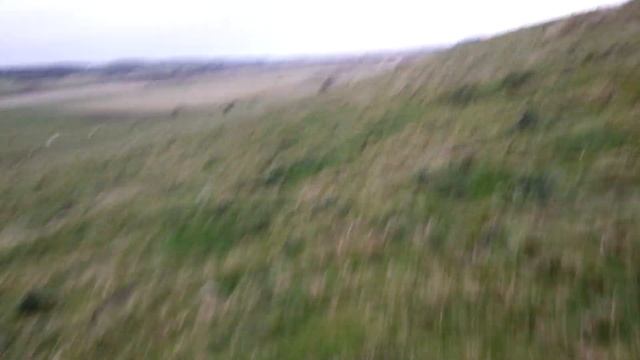 Parasol Mushroom heaven! смотреть онлайн