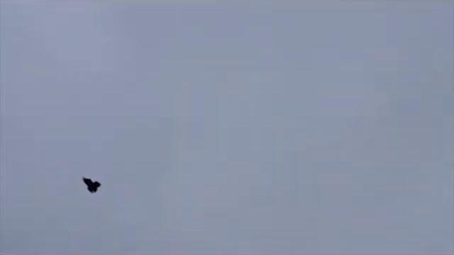 Голуби у Виктора-15(г.Бронницы М.О)8-906-727-22-43 смотреть онлайн