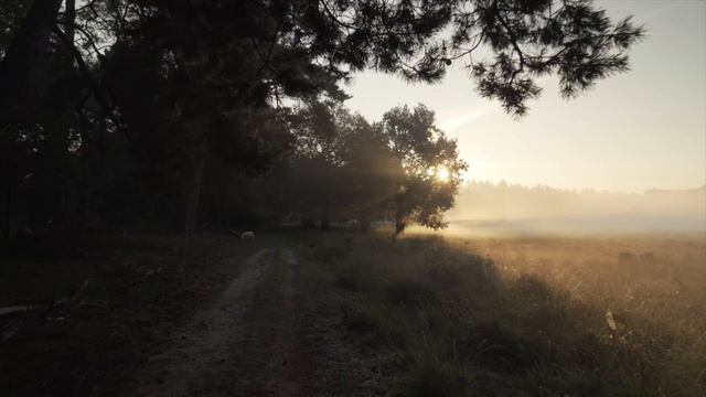 4К Лес. Расслабляющая музыка для сна, медитации и борьбы со стрессом. Релакс музыка смотреть онлайн