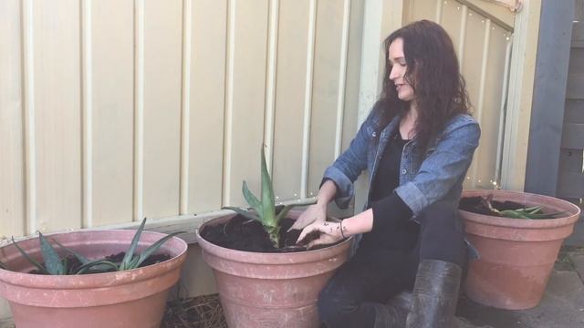 GROW ALOE VERA IN POTS - Planting Aloe Vera Pups