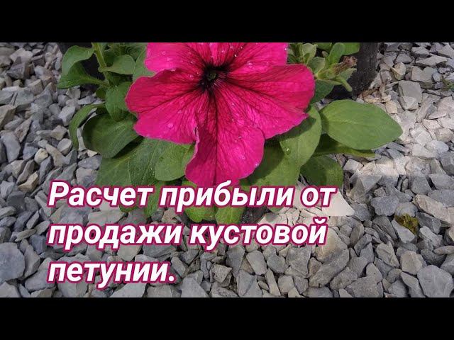 Расчёт себестоимости кустовой петунии и прибыли от её продажи. смотреть онлайн