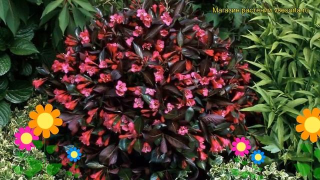 Вейгела цветущая Александра. Краткий обзор, описание характеристик weigela florida Alexandra смотреть онлайн