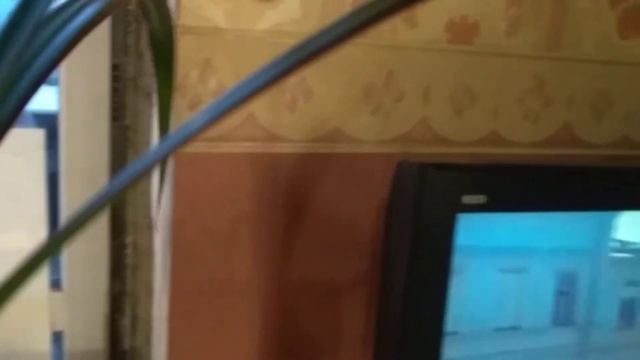 драцена.размножение.черенкование!