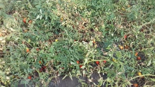 Томат выращенный как трава и его море! смотреть онлайн