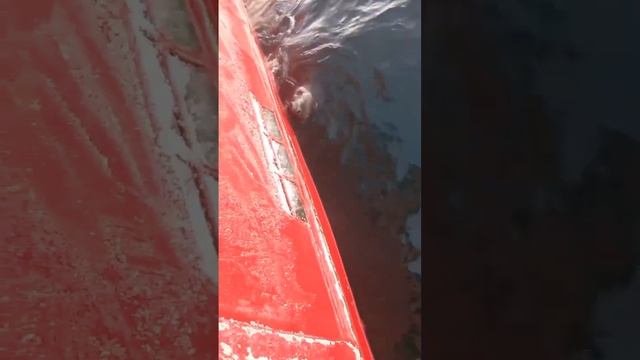 Косатки гоняются за тюленем в Териберке смотреть онлайн