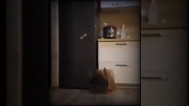 а вроде не правда что коты боятся огурцов! смотреть онлайн